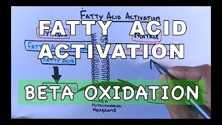 Fatty Acid Activation  Beta Oxidation Part I [upl. by Samy]