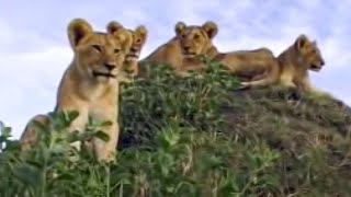 Lion Cubs Learn a Lesson in Stalking and Hunting  BBC Studios [upl. by Etnohc123]