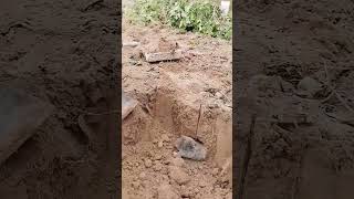 Hole digging process for catching bamboo rats [upl. by Gideon]