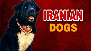 Top 5 Majestic Large Dog Breeds from Iran You Need to Know [upl. by Doehne648]