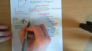 The Auditory System Part 4 [upl. by Gayleen]