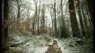 Paysage d’hiver en forêt Firminy 17 décembre 2017 [upl. by Arratahs133]