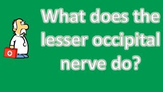 What does the lesser occipital nerve do   Best Health FAQ Channel [upl. by Anasor]