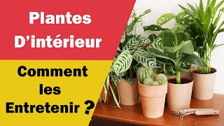 Comment Entretenir vos Plante dintérieur [upl. by Rossi]