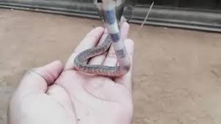 Baby Cobra Snake Getting Angry [upl. by Kaela]