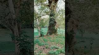 Monumental plane tree in villa borghese [upl. by Tirza]