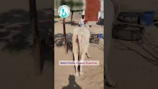 Medial patellar ligament Desmotomy livestockfarming DrJavedKhoso [upl. by Urbani]