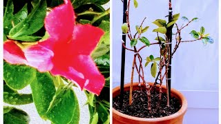 Repotting Dipladenia Tips for Thriving After Winter [upl. by Crichton]