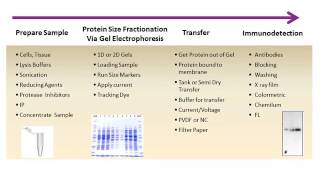 Overview of Western Blot Workflow [upl. by Akemrehs]