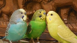 Male parakeets use their songs to attract female parakeets 10 Hr Nature bird sounds [upl. by Alina41]