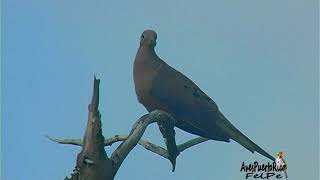 TÓRTOLA RABIICHE cantando Mourning Dove Zenaida macroura macroura SUBESPECIE Puerto Rico [upl. by Behl]