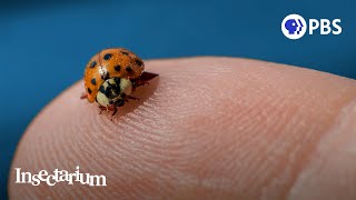 Pssst Ladybugs Have a Killer Secret [upl. by Benenson]