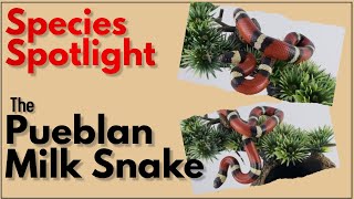 Talkin Reptiles Species Spotlight the Pueblan Milk Snake [upl. by Janaya]