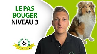 APPRENDRE LE PAS BOUGE A TON CHIEN  NIVEAU 3 [upl. by Dibb]