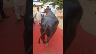 GHOLU2 special Attraction Edla Hari Babu Yadav musheerabadsadar bull sadarfestival dairyfarm [upl. by Nnylasor]