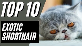 Exotic Shorthair Cat  TOP 10 Facts To Know BEFORE Getting an Exotic Shorthair [upl. by Sonny603]