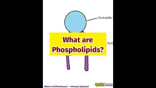 What are Phospholipids Quick Learn biology phospholipids [upl. by Bal931]