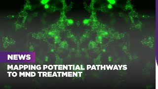 Mapping potential pathways to MND treatment [upl. by Rizzi]