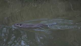 A North American Beaver climbs up its northern USA dam to get home to its pond and lodge wildlife [upl. by Eegnat596]