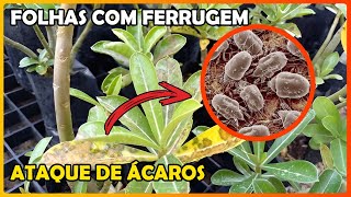 FOLHAS AMARELAS COM FERRUGEM  COMO COMBATER O ÁCARO [upl. by Onia]