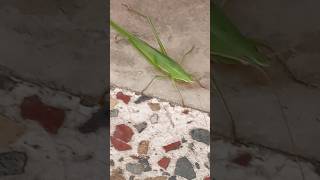 grasshopper 😱 shorts grasshopper insects ssvlog73 viralvideo 7ksubscriber [upl. by Vieva254]