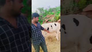 Cows hf foe sale youtubeshorts ytshorts farming agriculture [upl. by Ancilin]