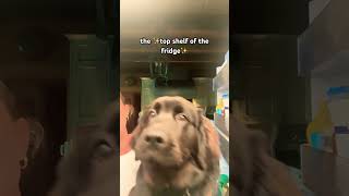 showing my puppy places she’s never seen before youtubeshorts dog newfie puppy [upl. by Nnyre]