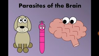 Mmulticeps Coenurosis amp Parasites affecting brain Hydatid Cysticercosis amp VLM شريطيات المخ [upl. by Hedgcock]