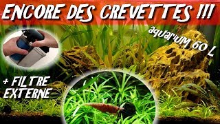 BAC A CREVETTE RED CHERRY amp FILTRE EXTERNE EDEN 501 AQUARIUM 60 L REFAIT Aquariophilie by Aqua zen [upl. by Engleman]