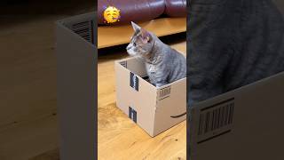 What is this😃Can you show me please😁🧐🙄 cute cat [upl. by Nirehtak]