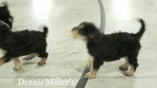 Dennis Millers Mini Airedoodle Puppies [upl. by Eob170]