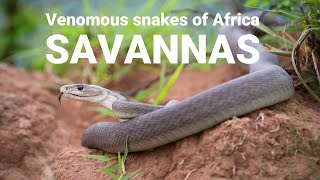 The venomous snakes of Africa  SAVANNAS Boomslang Rinkhals spitting cobras Black mamba [upl. by Piselli]