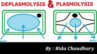 Plasmolysis amp Deplasmolysis  Class 1st year [upl. by Airotkiv930]