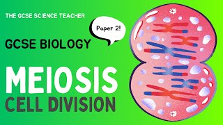 GCSE Biology Meiosis AQA OCR Edexcel [upl. by Aluino]