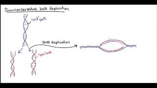 Semiconservative DNA replication [upl. by Akilam]