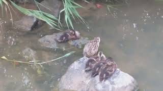 청둥오리 mallard baby bird nature 별빛내린천 seoul korea [upl. by Naitirb717]