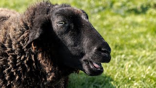 MOUTON qui BELE à la ferme pédagogique de Vendargues mouton noir du Velay [upl. by Ailadgim]