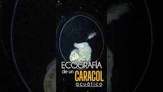 Ecografía de un Caracol Acuático Bithynia tentaculata Gasterópodo embriones y huevos [upl. by Enia925]