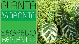 PLANTA MARANTA  SEGREDO NO REPLANTIO  LINDA FOLHAGEM [upl. by Gnouc]