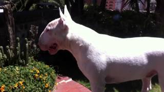 Bull Terrier Barking [upl. by Yeroc]