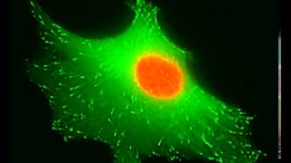 Timelapse movie of EB1 GFP in a living myoblast cell [upl. by Aramaj]