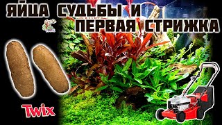 Яйца судьбы и первая стрижка ● Природный формикарий ● Odontomachus bauri [upl. by Dnalyk]