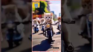 🚴‍♀️🐾 Cats Taking Over the Streets on Bikes 🐱🚲 shorts viral shorts yt [upl. by Atiugal]