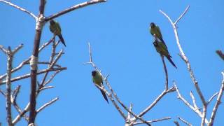 Blackhooded Nanday Parakeet [upl. by Aicsile545]