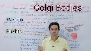 Golgi Bodies  Golgi Apparatus  Golgi Complex  Class 11  Biology  Dr Mushtaq Pashto [upl. by Cnahc]