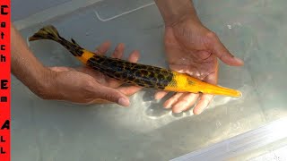 MIXING FISH GENETICS Carrot Fish FINAL TRANSFORMATION [upl. by Allain]