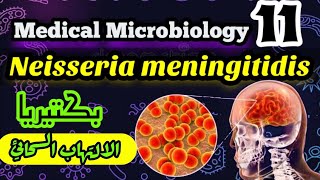 Neisseria meningitidis Meningococcus شرح بالعربي البكتيريا المسببه لمرض الالتهاب السحائي [upl. by Kitrak416]