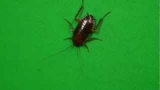 Cockroach On My Green Screen Song A Day 1431 [upl. by Cohbert450]