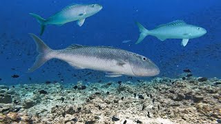 PANEN IKAN KURISI HIJAU SPEARFISHING GREEN JOBFISH [upl. by Anial152]