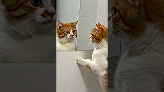 Oyen vs makhluk dalam cermin kucing oyen shortvideo cat feedshorts [upl. by Ycul]